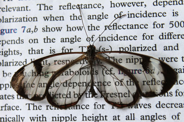 glasswing-butterfly-kit.jpg