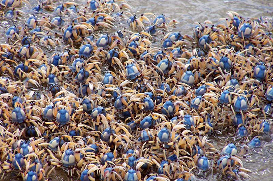 soldier_crabs-thumb-550xauto-88790.jpg