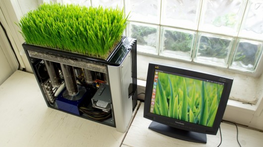 wheatgrass-pc.jpg