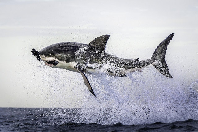 flying-shark-1.jpg