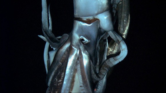 giant_squid-580x32.jpg