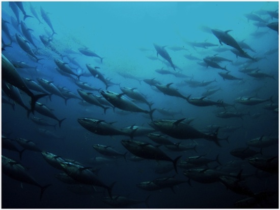 Bluefin-Tuna.jpg