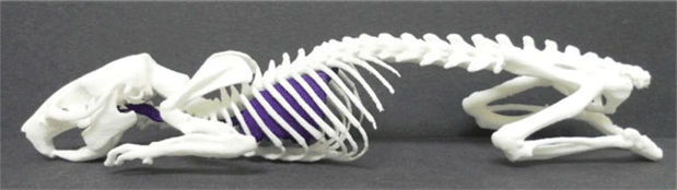 ratskeleton3dprint.png