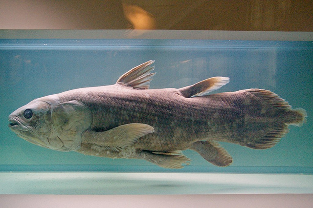 Coelacanth.jpg