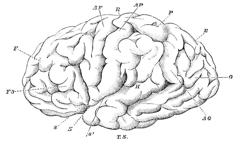 Fissures_and_convolutions_of_the_human_brain.jpg