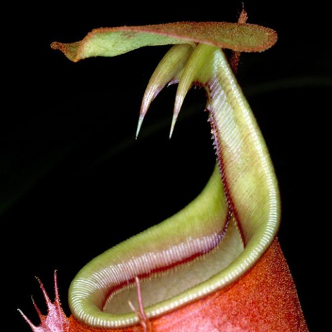 Pitcher-Plant-480x480.jpg