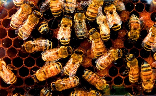honeybees3.jpg