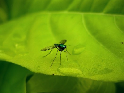 mosquito_dreamstime.jpg