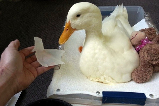 3d-printed-duck-foot.jpg