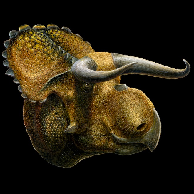 Nasutoceratops-titusi-on-black-by-Lukas-Panzarin.jpg
