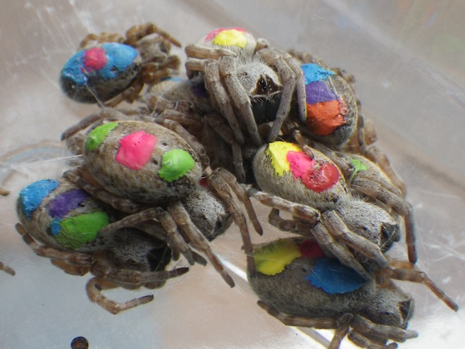 colour-coded-spiders.-Lena-Grinsted.jpg