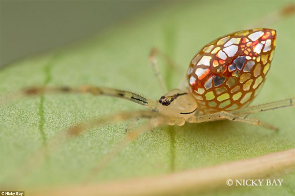 Spider That Builds Its Own Spider Decoys Discovered
