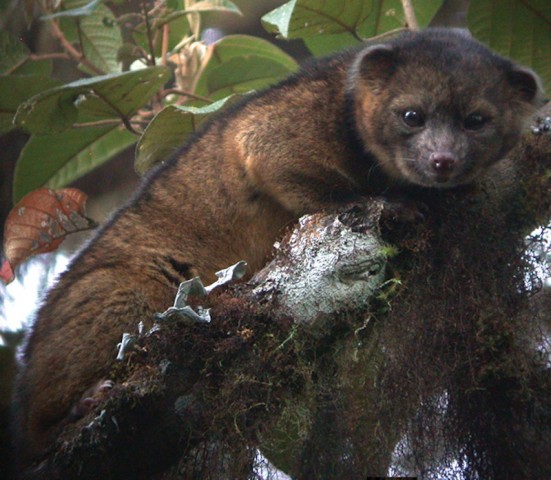 olinguito-full-551x480.jpg