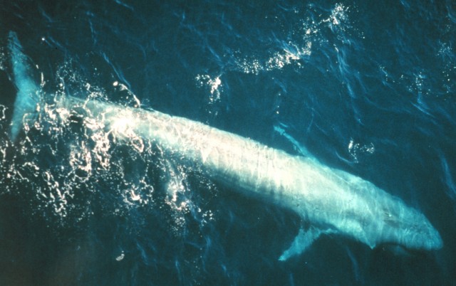 bluewhale3_noaa-640x402.jpg