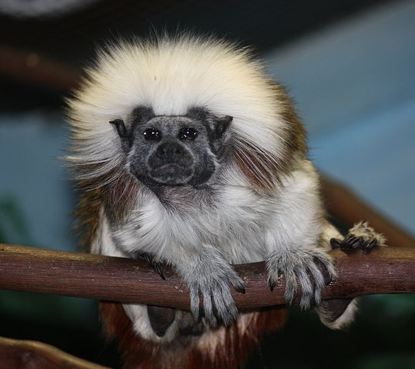 cotton-top-tamarin.jpg