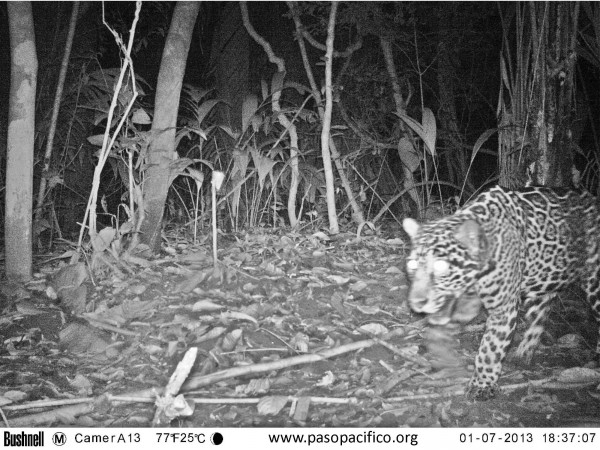 PP-Jaguar-2013_Ordenana-e1380931663863.jpg