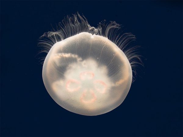 jellyfish.jpg
