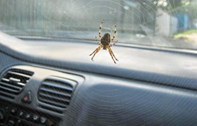 spider-in-car.jpg