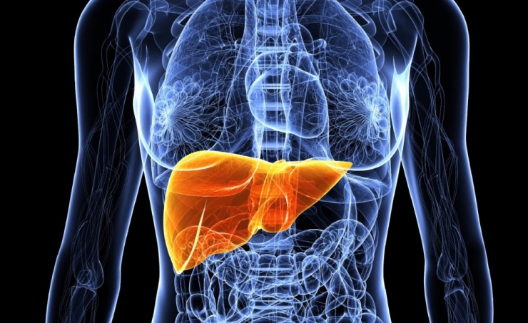 human-liver-3d-printer.jpg