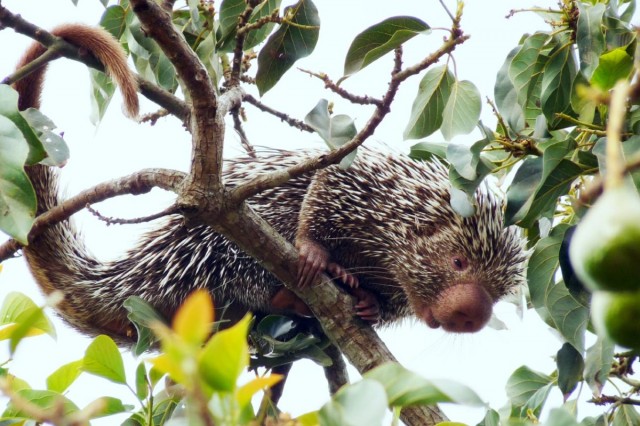 Porcupine-640x426.jpg