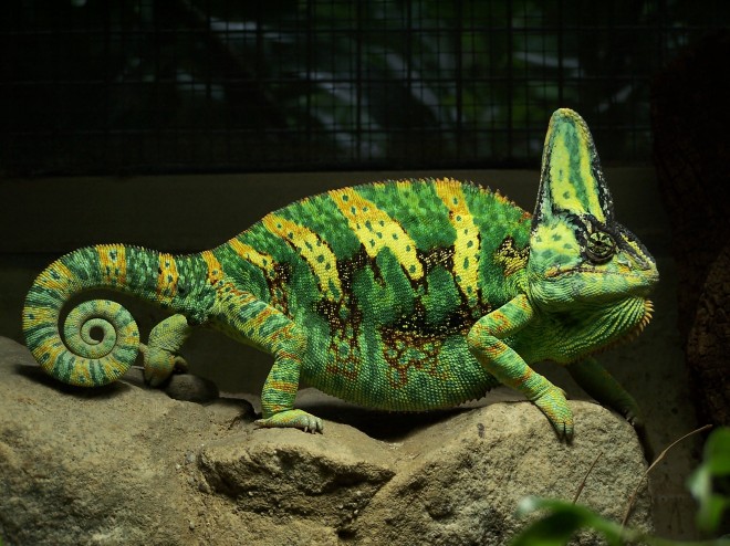 Chameleon3-660x494.jpg