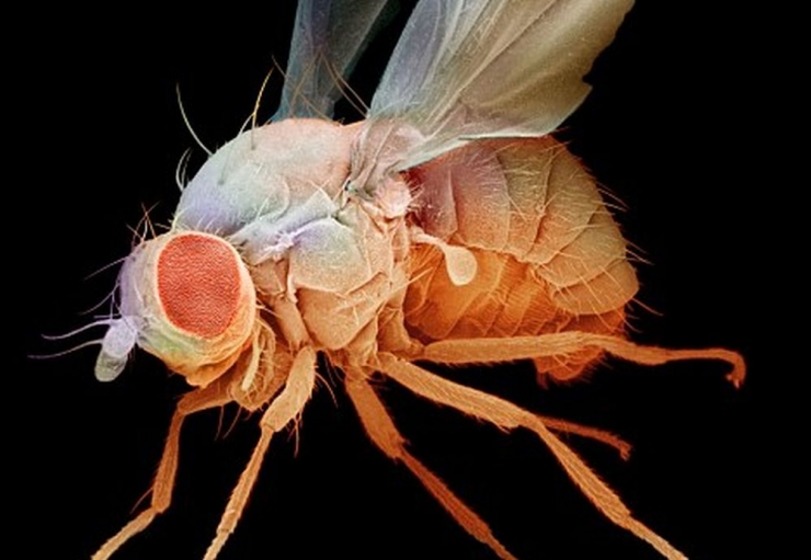 glowfruitfly.jpg