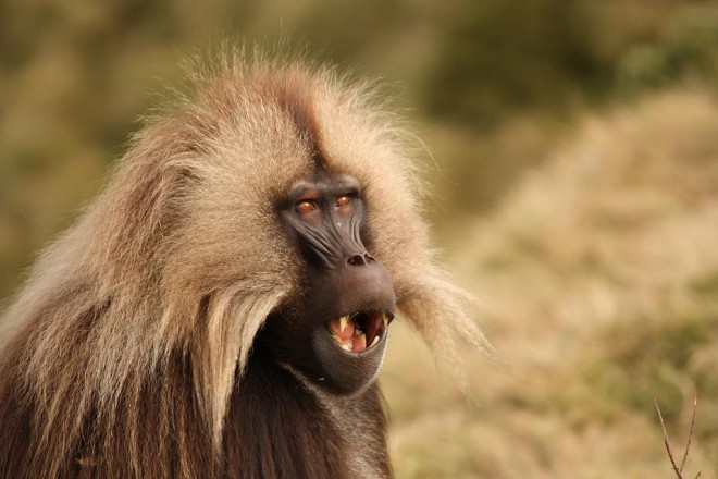 Gelada-yawn1-660x440.jpg