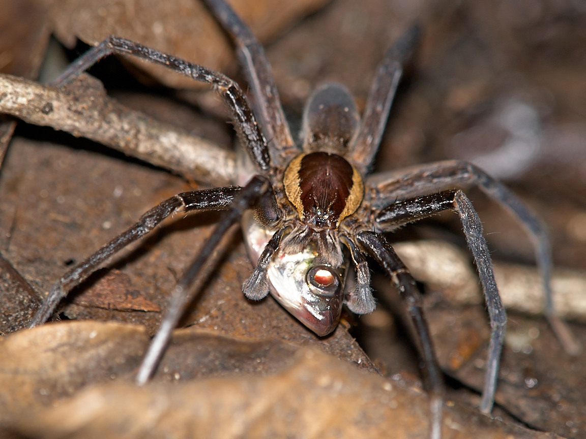 spider_P9231221.jpg