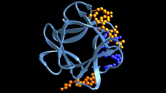 fgf1-protein-diabetes.jpg
