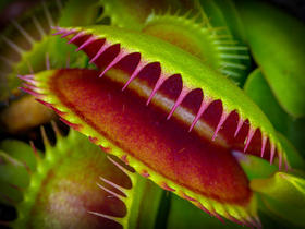 venus-flytrap-mark-freeth.jpg
