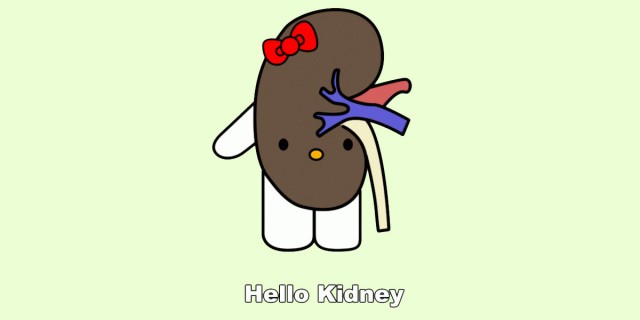 kidney-640x320.jpg