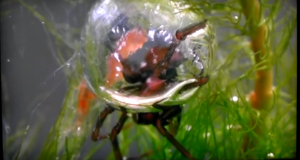 How these spiders use bubbles to live underwater