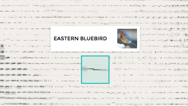 eastern-bluebird.png