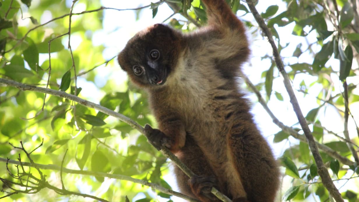 lemur-facial-recognition-2.jpg