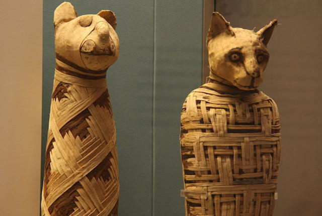 1599px-british_museum_egypt_mummies_of_animals_4423733728.jpg