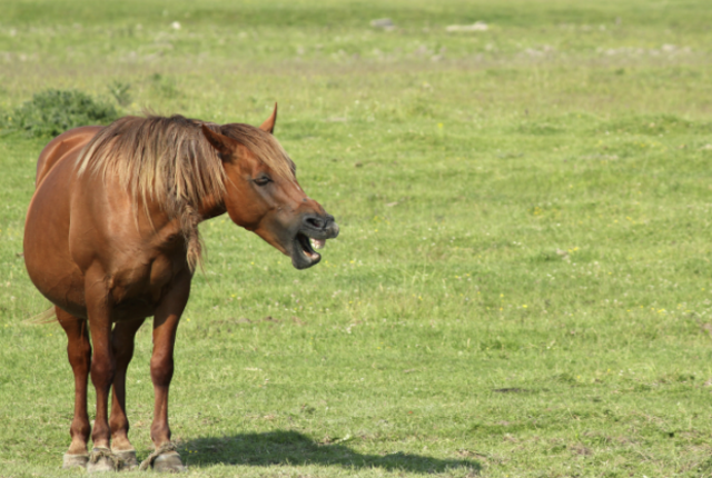 horsewhinny.png