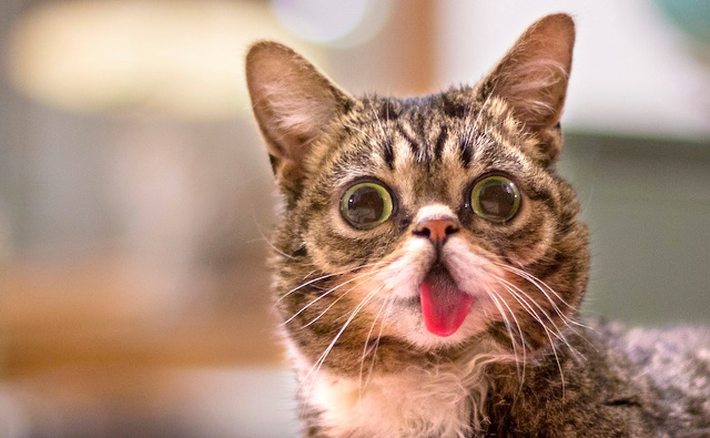 i-love-lil-bub-so-much.jpg