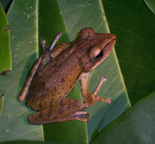 Tree_frog_red.jpg