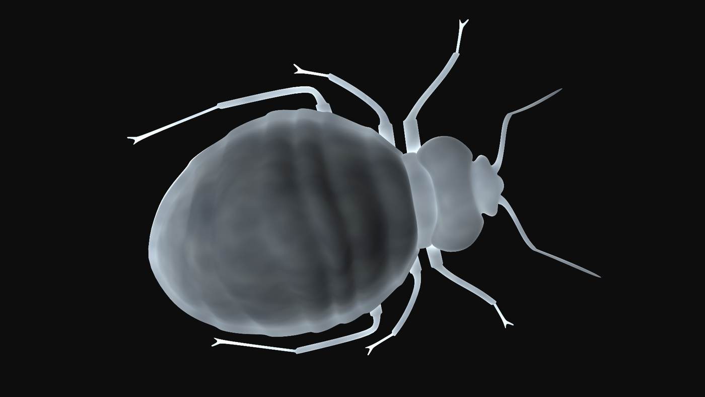 bed-bug-2.jpg