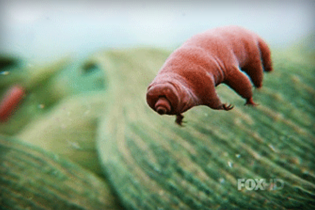 research about water bears