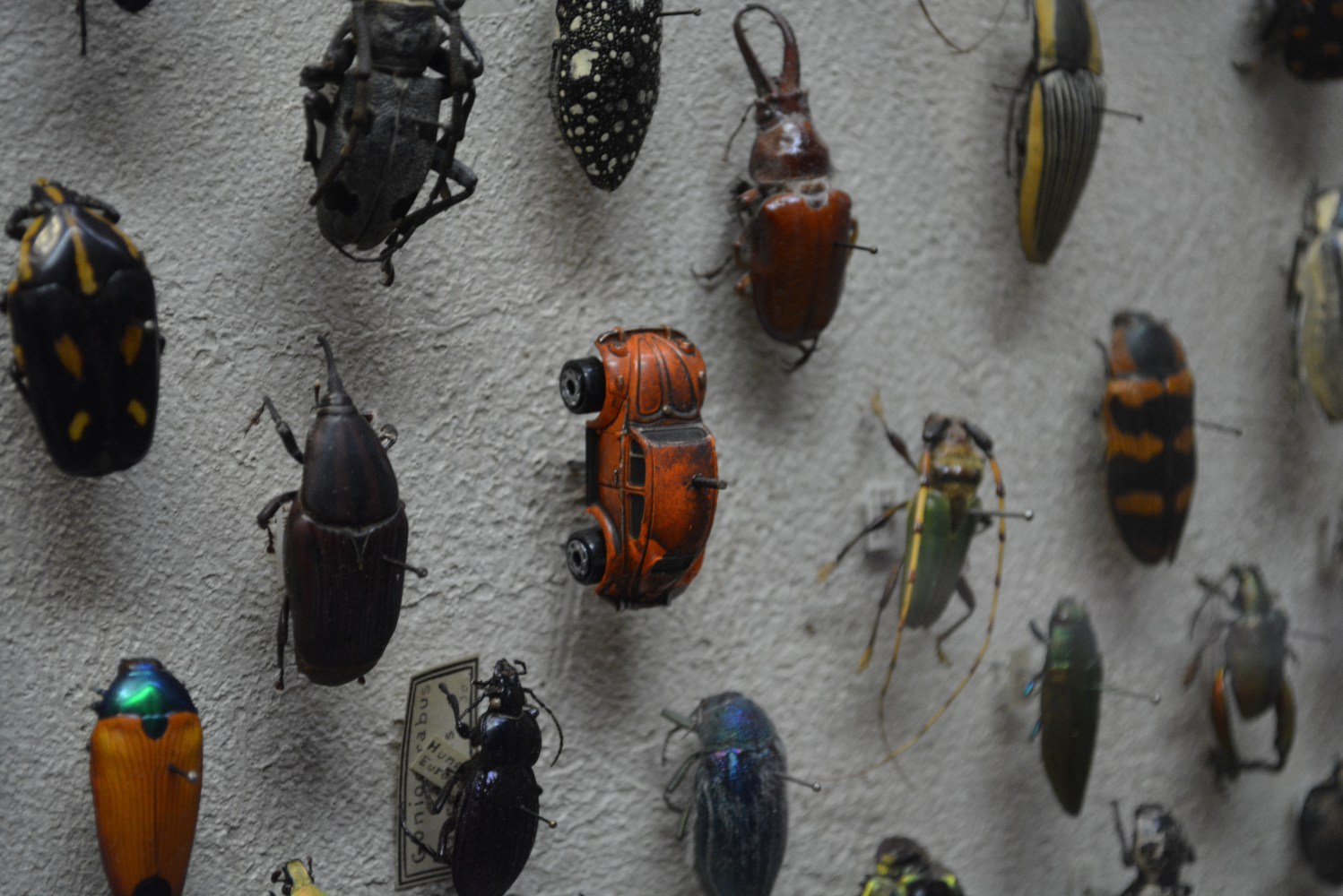 VW-Bug-in-Insect-Collection.jpg
