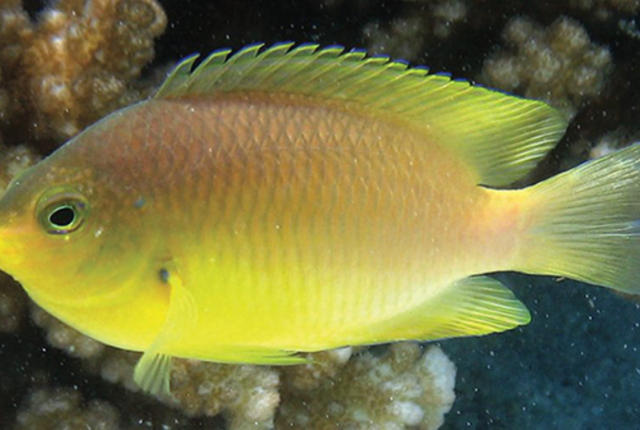 damselfish_2.jpg