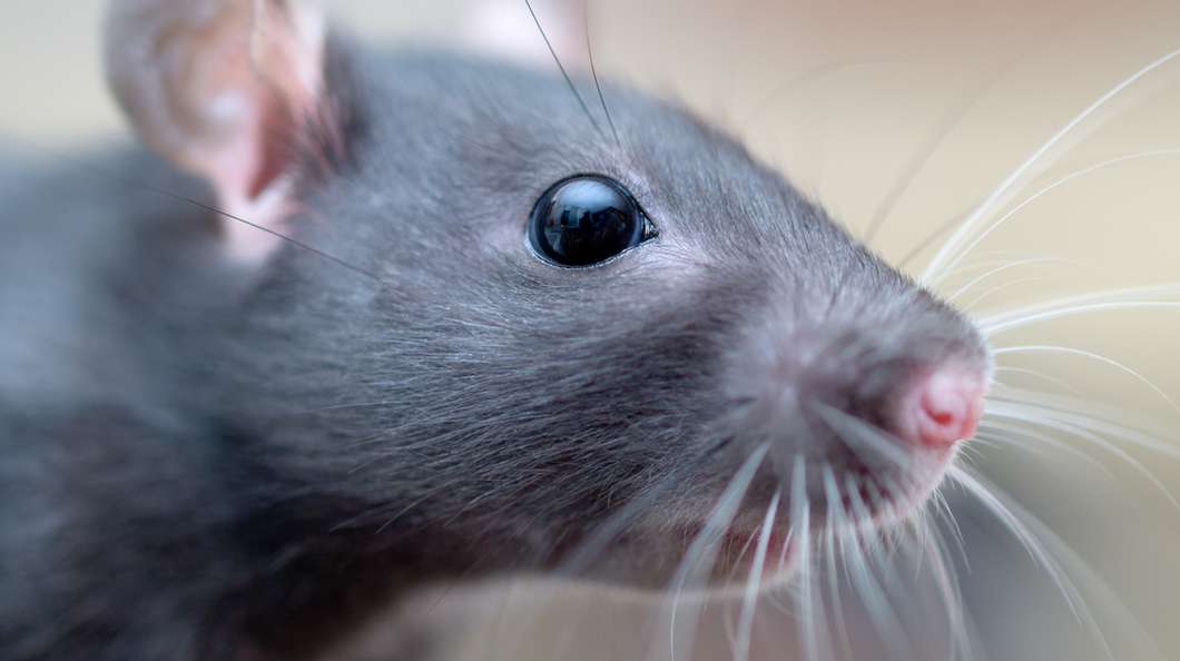 robotic-whiskers2x.jpg