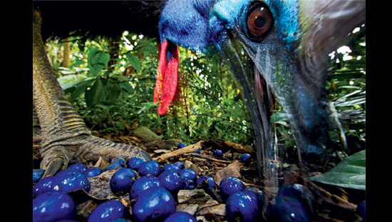 cassowary.jpg
